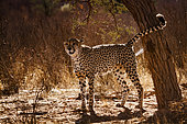Cheetah (Acinonyx jubatus) spreading marking territory in backlit in Kgalagadi transfrontier park, South Africa