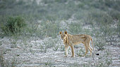 Young African lion (Panthera leo) emaciated in Kgalagadi transfrontier park, South Africa