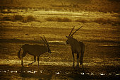 Two South African Oryx (Oryx gazella) at waterhole at dusk in Kgalagadi transfrontier park, South Africa