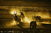 Group of South African Oryx (Oryx gazella) running in sand dust at dawn in Kgalagadi transfrontier park, South Africa