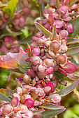 Mountain Spinach, Atriplex hortensis 'Rubra', flowers