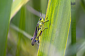 Large marsh grasshopper (Stethophyma grossum) on a reed leaf at the edge of a forest pond in summer, Massif de la Reine, near Toul, Lorraine, France