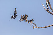 Barn swallow (Hirundo rustica), Family of barn swallows feeding the 4 young by the 2 adults in spring, Around Hyères, Var, France