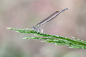 Pale white-legged Damselfly (Platycnemis latipes) Male on a grass stem in the riparian zone of the small coastal river Le Gapeau in spring, near Hyères, Var, France