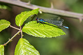 Small red-eyed damselfly (Erythromma viridulum) Male on leaves in the vegetation at the edge of the Gapeau, near Hyères, Var, France