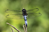 Scarce Chaser (Lilbellula fulva) on a dry stem in a meadow on the banks of the Gapeau in spring, near Hyères, Var, France