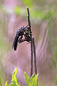 Robber fly (Asilidae sp) Hymenoptera predation in summer, Ripisylve du Gapeau, Surroundings of Hyères, Var, France