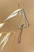Pale white-legged Damselfly (Platycnemis latipes) Pair in copulatory heart posed on a grass stem in a meadow at the edge of the Gapeau river in the vicinity of Hyères, Var, France