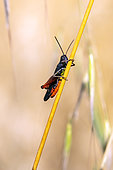 Woodland grasshopper (Omocestus rufipes), Male on a dry stem in the maquis in early summer, near Hyères, Var, France