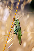 Great green bush-cricket (Tettigonia viridissima) on a dry stem in the maquis in early summer, around Hyères, Var, France