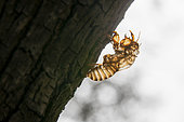 Exuviae of a cicada stuck on the bark of a tree at the beginning of the summer Translucent vision due to the shooting in backlight in a pine forest of the seaside on the Var coast, Around Hyères 83, Var, France