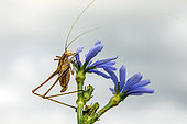 Bush cricket (Phaneroptera sp) on a chicory stem and eating a flower in a meadow in early summer, near Hyères, Var, France