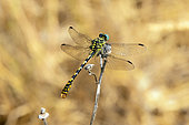 Blue-eyed hook-tailed dragonfly (Onychogomphus uncatus) on a dry stem at the edge of the Gapeau river in early summer, around Hyères, Var, France
