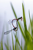 Small red Damselfly (Ceriagrion tenellum) Copulatory pair on a grassy area on the banks of the Gapeau in early summer, near Hyères, Var, France