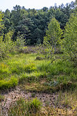 Draining peat bog recolonised by birch trees and other pioneer plants, Etang et tourbière de la Demoiselle in the Vosges massif, Surroundings of Remiremont, Vosges, France