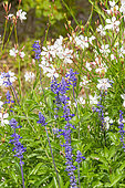Appleblossom Grass, Gaura lindheimeri and Mealycup Sage, Salvia farinacea 'Epi Bleu', flowers