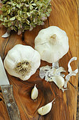 Garlic (Allium sativum,), cooking, garlic's virtues, health