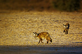 Two Bat-eared fox (Otocyon megalotis) standing front view in dry land in Kgalagadi transfrontier park, South Africa