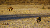 Two Bat-eared fox (Otocyon megalotis) standing front view in dry land in Kgalagadi transfrontier park, South Africa
