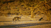 Bat-eared fox (Otocyon megalotis) walking at dusk in dry land in Kgalagadi transfrontier park, South Africa