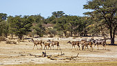 Small group of Greater kudu (Tragelaphus strepsiceros) in dry land in Kglagadi transfrontier park, South Africa