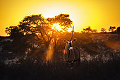 South African Oryx (Oryx gazella) standing front view in front of sunset in Kgalagadi transfrontier park, South Africa