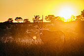 South African Oryx (Oryx gazella) standing front view in front of sunset in Kgalagadi transfrontier park, South Africa