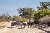 Small group of Blue wildebeest (Connochaetes taurinus) on safari road in Kgalagadi transfrontier park, South Africa