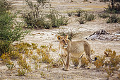 African lioness (Panthera leo) walking in shrub land in Kgalagadi transfrontier park, South Africa