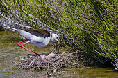 Black-winged Stilt (Himantopus himantopus) sitting on her nest to incubate her four eggs, in a marsh of Camargue, France
