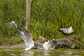Fight of black-headed gulls (Chroicocephalus ridibundus) in the heart of the ornithological park of Pont-de-Gau, Camargue, France