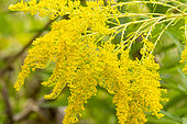 Goldenrod, Solidago 'Goldenmosa', flowers