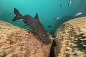 Kampango Catfish (Bagrus meridionalis) Thumbi West island, Lake Malawi, Malawi, Africa