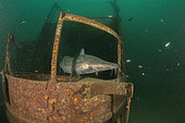 Kampango Catfish (Bagrus meridionalis) inside Usipa Wreck. Old ferry boat sank in 1998. Thumbi West island, Lake Malawi, Malawi, Africa