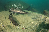 Male and feamale Kampango Catfish (Bagrus meridionalis) guarding the youngs in the nest in the sandy bottom. Thumbi West island, Lake Malawi, Malawi, Africa