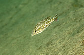 African Cichlid (Nimbochromis linni) Thumbi West island, Lake Malawi, Malawi, Africa