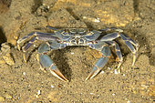 Malawi blue crab (Potamonautes lirrangensis), supports the local fishery in Lake Malawi. Thumbi West island, Lake Malawi, Malawi, Africa
