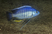 African Cichlid (Nyassachromis leuciscus) Thumbi West island, Lake Malawi, Malawi, Africa