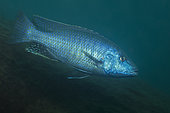 African Cichlid (Dimidiochromis kiwinge) Thumbi West island, Lake Malawi, Malawi, Africa