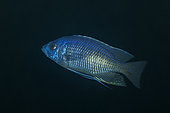 African Cichlid (Nyassachromis leuciscus) Thumbi West island, Lake Malawi, Malawi, Africa