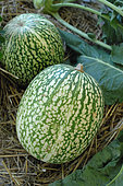 Figleaf gourd (Cucurbita ficifolia)