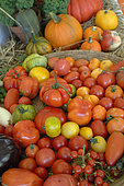 Harvesting Tomatoes (Solanum lycopersicum) of different varieties