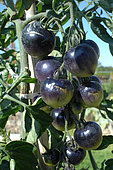 Black tomatoes (Solanum lycopersicum) on plant