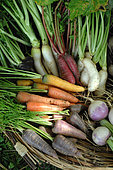 Different varieties of Carrots (Daucus carota) and Turnips (Brassica rapa), garden vegetables