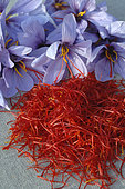 Saffron (Crocus sativus), flowers and stigmas, spice