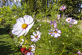 Cosmos, Cosmos bipinnatus 'Sensation Melange', flower