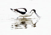 Avocet (Recurvirostra avosetta) looking for food, England