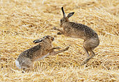 Brown hare (Lepus europaeus) boxing, England