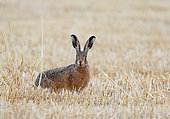 Brown hare (Lepus europaeus) amongst straw stubbles, England