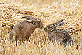 Brown hare (Lepus europaeus) amongst straw, England